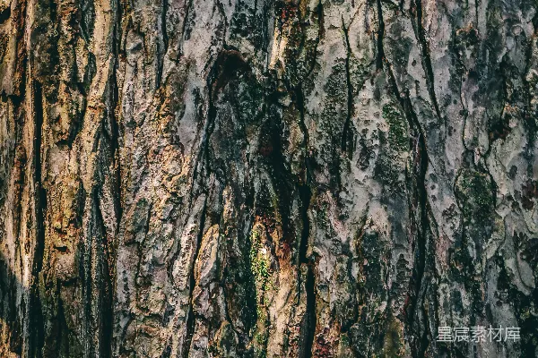 高清摄影 树皮的特写镜头