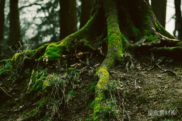 高清摄影 森林中一棵长满苔藓的树