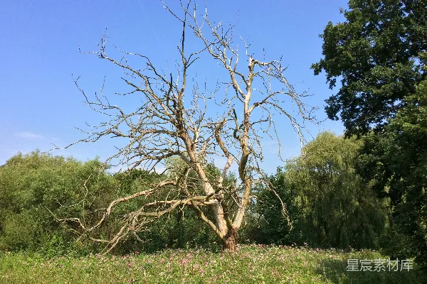 高清摄影 草地上一棵裸树，背景是树木。