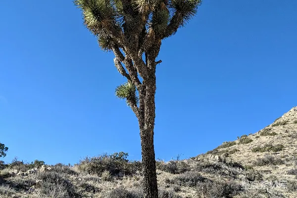 高清摄影 树旁的草