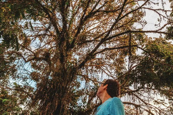 高清摄影 身穿蓝色卫衣的女子站在一株棕色裸树旁，白天时间。