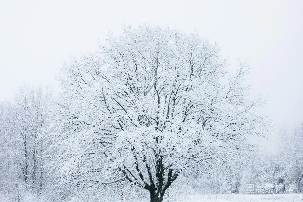 高清摄影 光秃秃的树覆盖着白雪