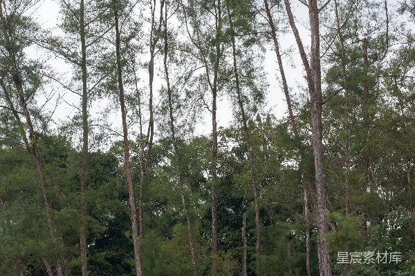 高清摄影 路边的一群树