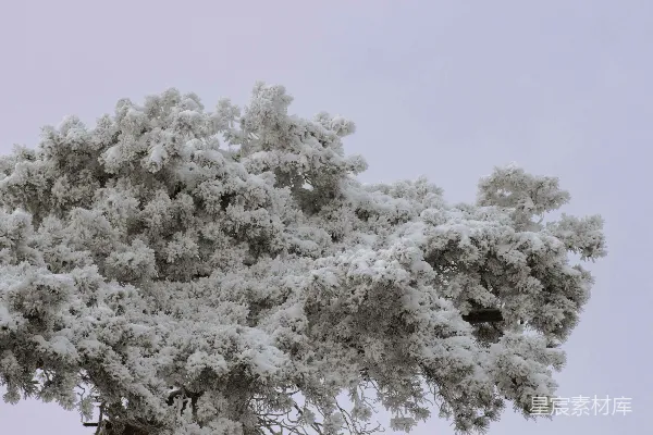 高清摄影 一棵非常高大的树覆盖着大量的雪。