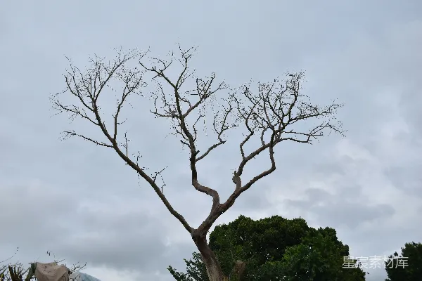 高清摄影 一棵没有叶子的树在有云的日子。