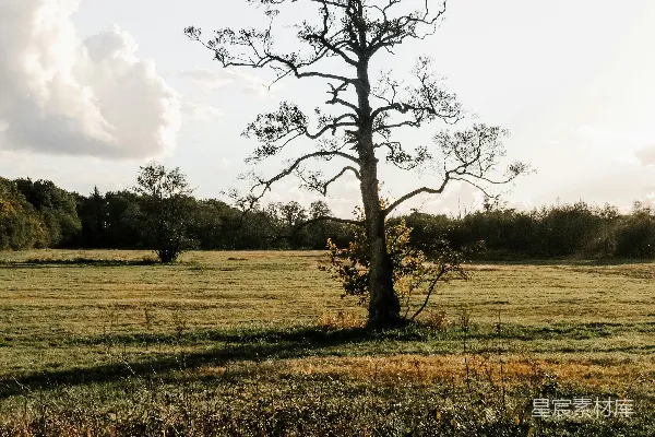 高清摄影 风景中的树木