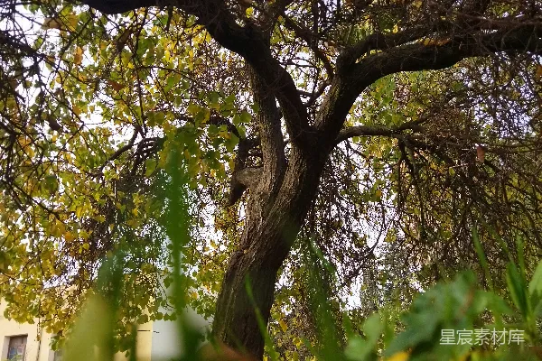 高清摄影 一棵树的特写镜头