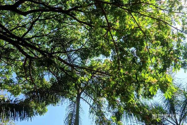 高清摄影 一只鸟栖息在树干上