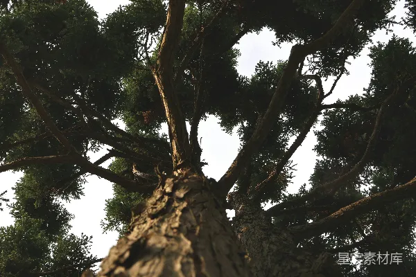 高清摄影 一棵高大的树上有许多绿叶