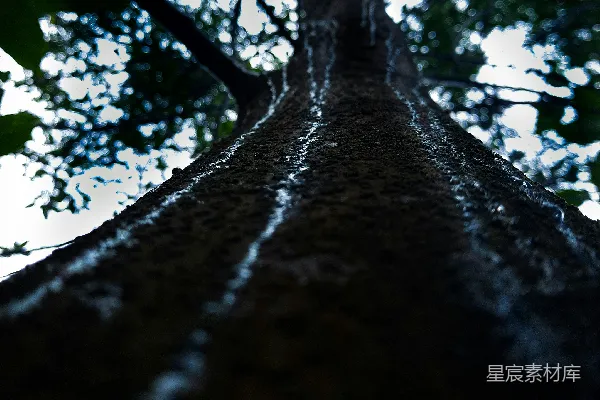 高清摄影 一棵粗壮的树
