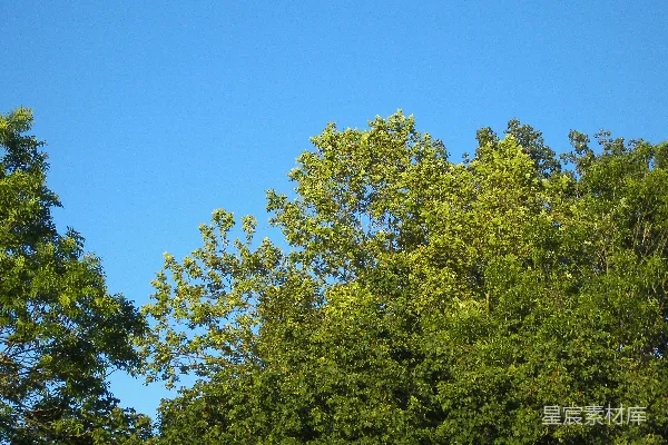 高清摄影 白天绿树蓝天下的景象