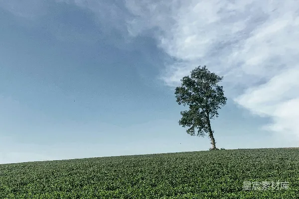 高清摄影 白天绿草 fields 蓝天 中