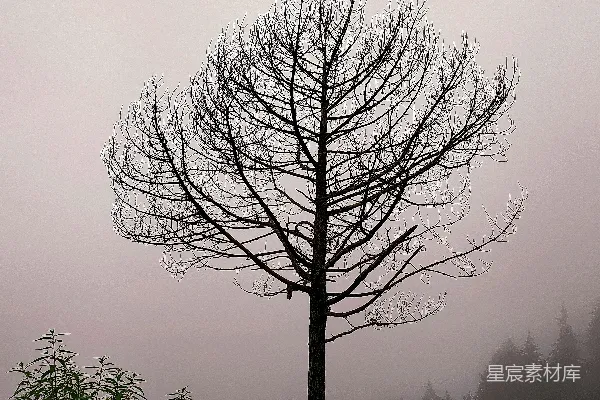 高清摄影 雾林中的一棵树