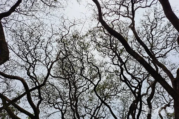 高清摄影 没有叶子的树木丛