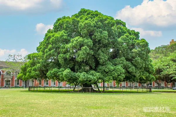 高清摄影 一棵巨大的绿色树木坐在一片繁茂的绿色公园中央。