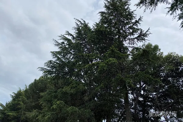 高清摄影 绿树白云间