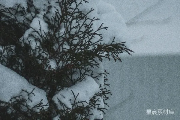 高清摄影 一只鸟栖息在一棵覆盖着白雪的树枝上。