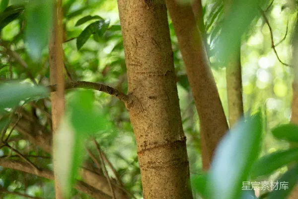 高清摄影 一棵长有绿色叶子的树
