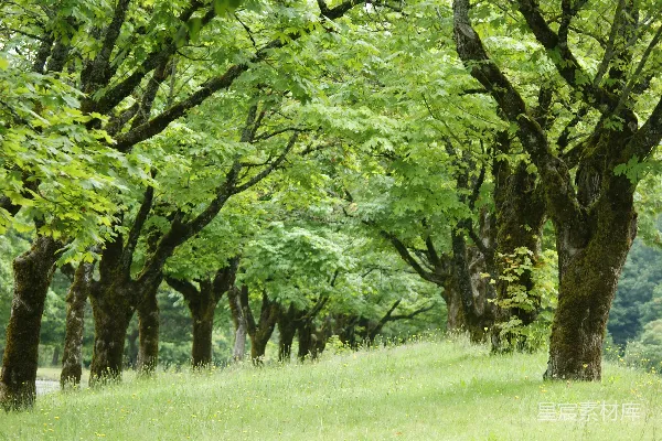 高清摄影 绿草丛中树木参差
