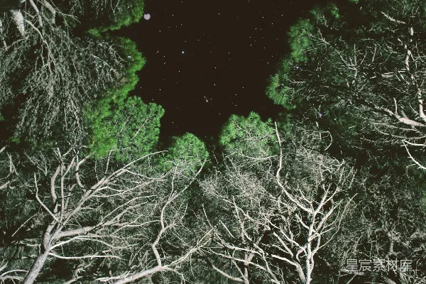 高清摄影 夜间树木