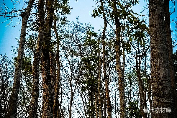 高清摄影 一片密布着许多高大树木的森林