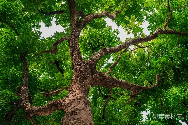 高清摄影 一棵非常高的树，有很多绿叶。