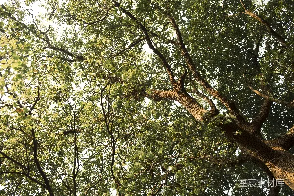 高清摄影 白天绿色和棕色的树
