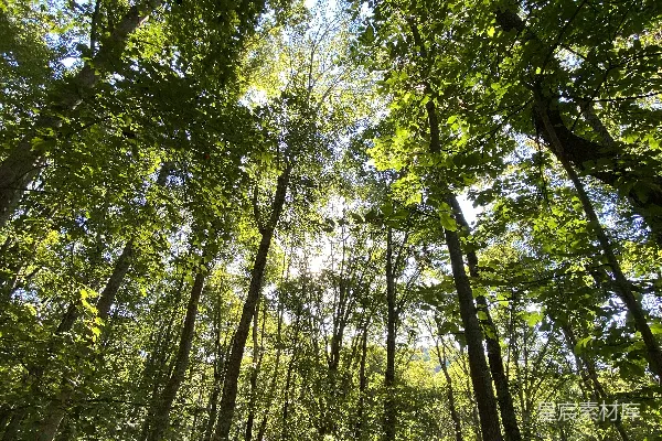 高清摄影 白天绿树上的虫眼视角