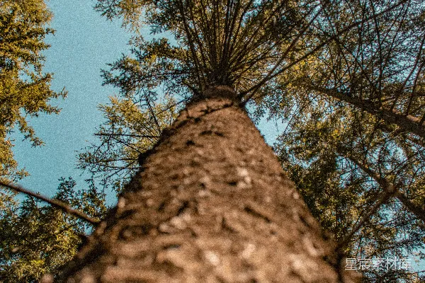 高清摄影 一棵多枝的树干