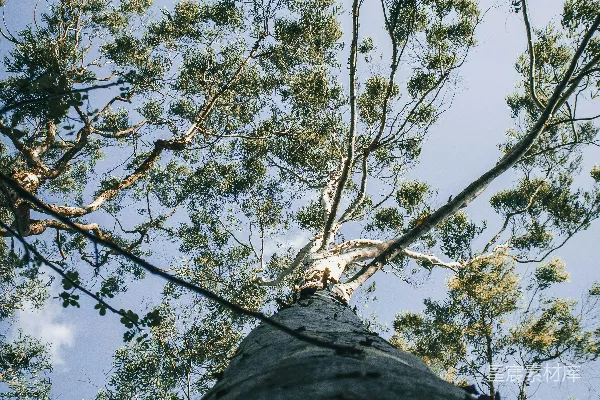 高清摄影 白天绿树低角度摄影下的蓝天场景