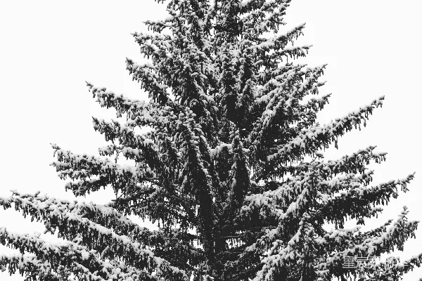 高清摄影 树上覆着白雪