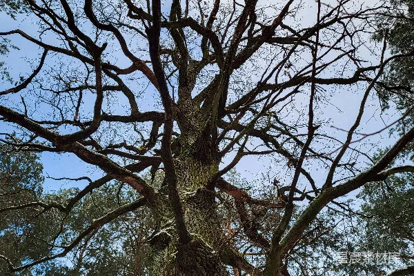 高清摄影 一棵光秃秃的大树