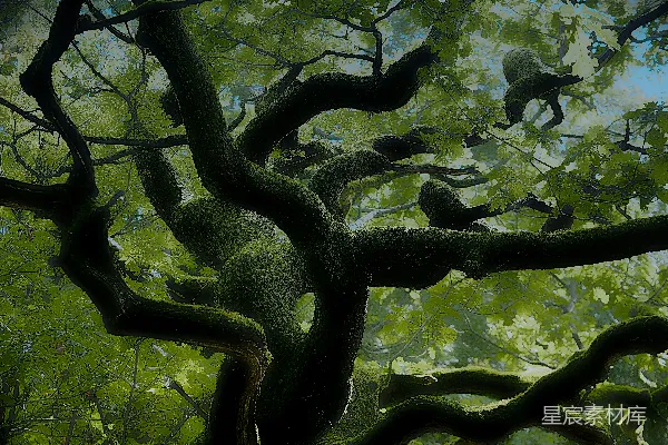 高清摄影 森林中的一棵树的画作