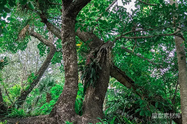 高清摄影 白天绿树与棕榈树