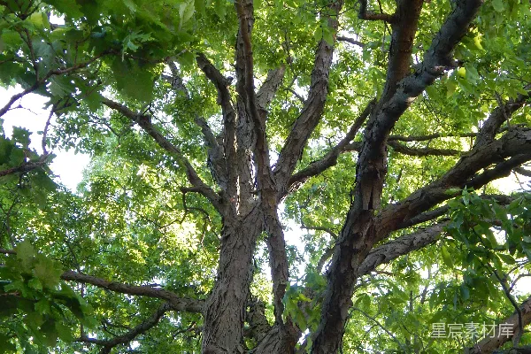 高清摄影 一棵长有许多绿叶的大树