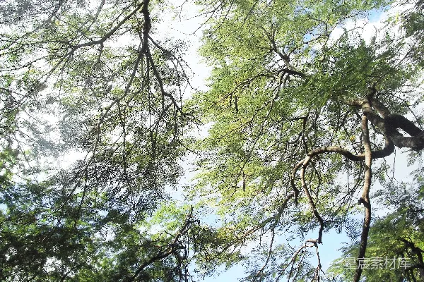 高清摄影 白天绿叶树木