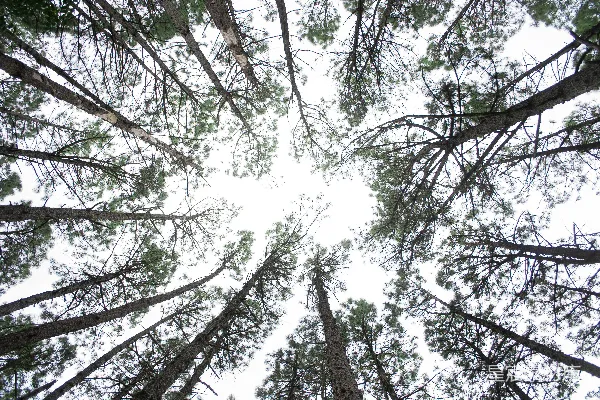 高清摄影 仰望树木和天空