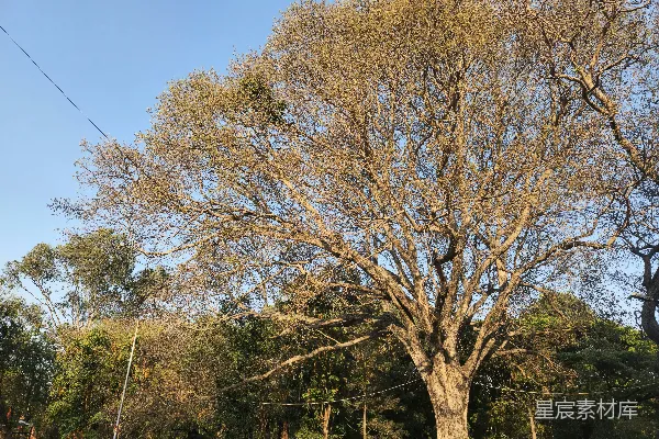 高清摄影 公园中央的一棵大树