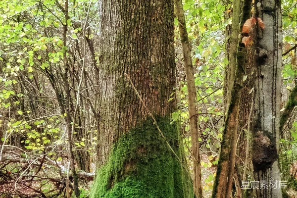 高清摄影 长着苔藓的树