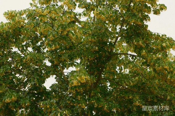 高清摄影 绿树黄花映衬在蓝天白云之下。