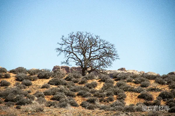高清摄影 沙漠中一棵孤树
