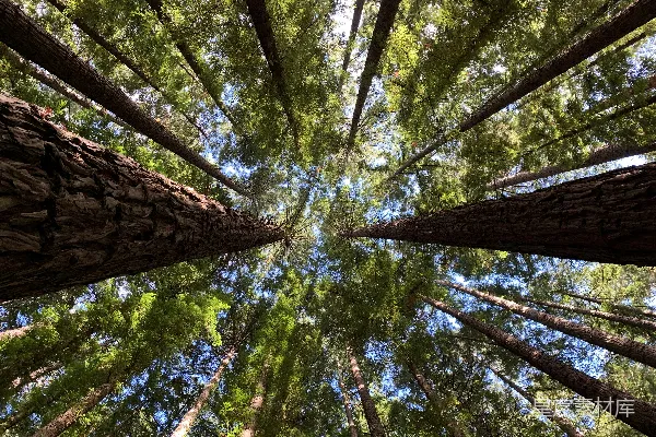 高清摄影 白天低角度拍摄绿色树木