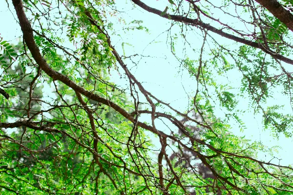 高清摄影 公园里一棵树下的长椅