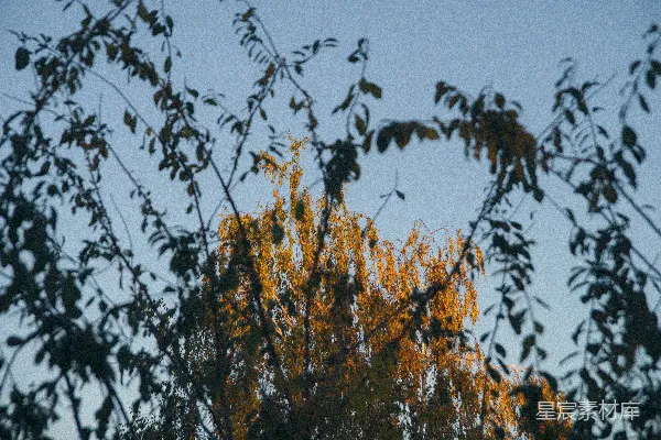 高清摄影 foreground一棵枯黄的树，背景是蓝天。