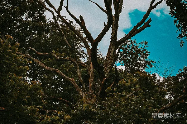 高清摄影 白天绿树蓝天下的景象