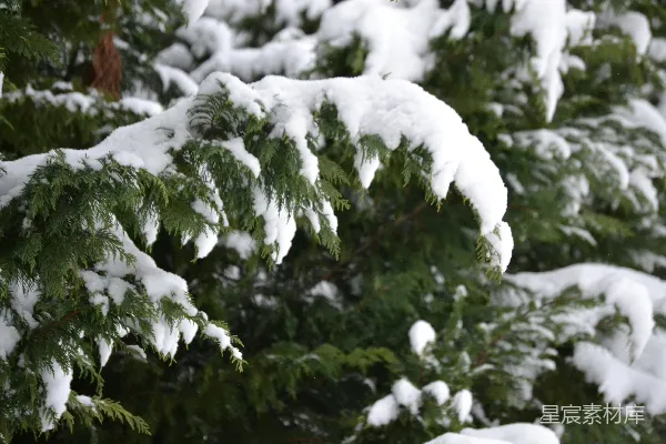 高清摄影 白天覆雪的松树
