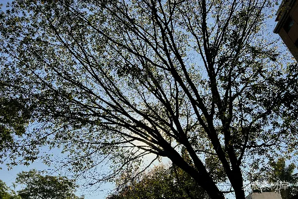 高清摄影 建筑物前面有一棵树没有叶子