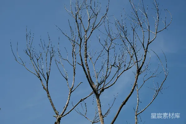 高清摄影 一棵没有叶子的树在蓝天背景下