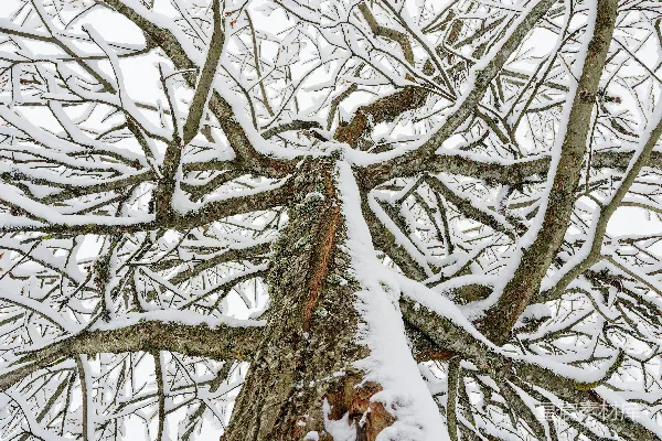 高清摄影 一棵非常高大的树覆盖着白雪，旁边是一片森林。
