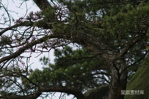 高清摄影 一只鸟站在树干的枝头上